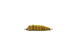 Electronic caterpillar